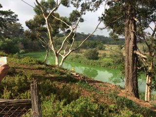 Lower Werribee River with blue-green algal bloom before environmental watering on 11 March 2016