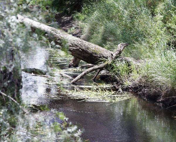 Moorabool River streamside vegetation, by Sarah Martin, Corangamite CMA