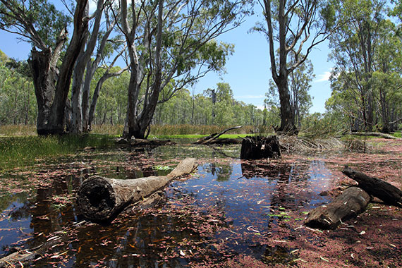 Gunbower Forest during 2014 watering event