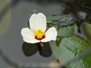 Swamp lilly