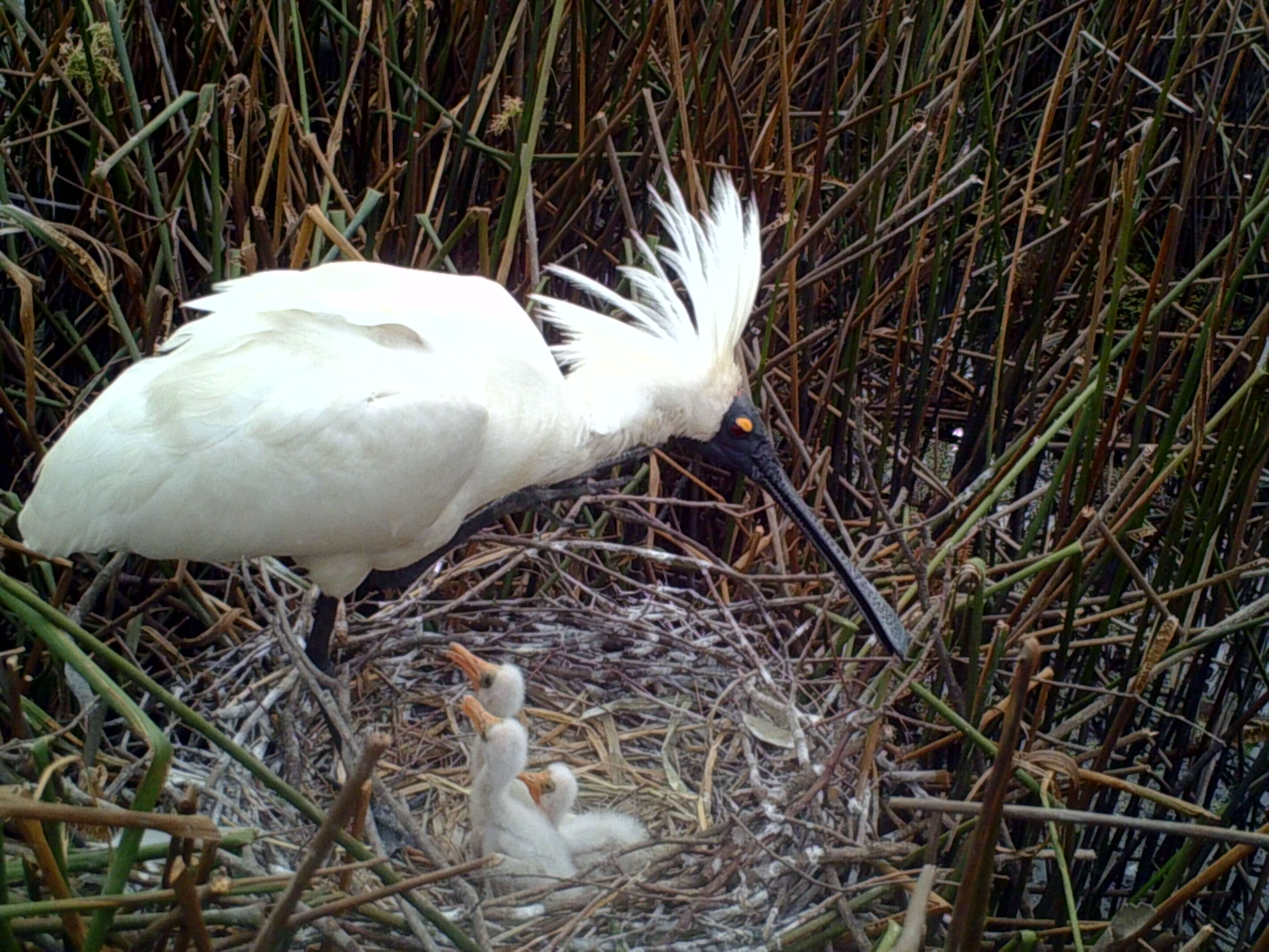 Royal spoonbill and chicks