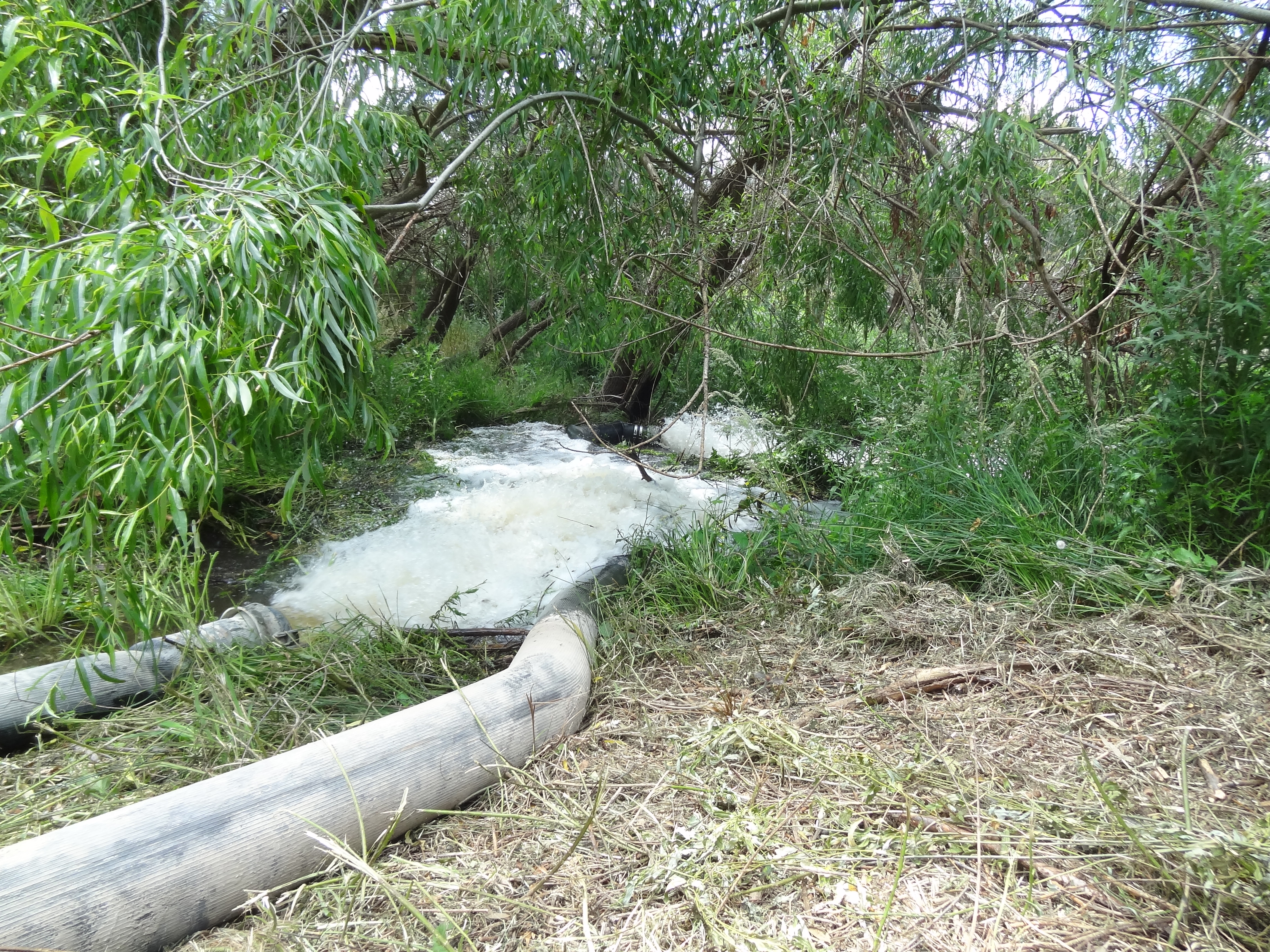 Watering at Banyule Billabong