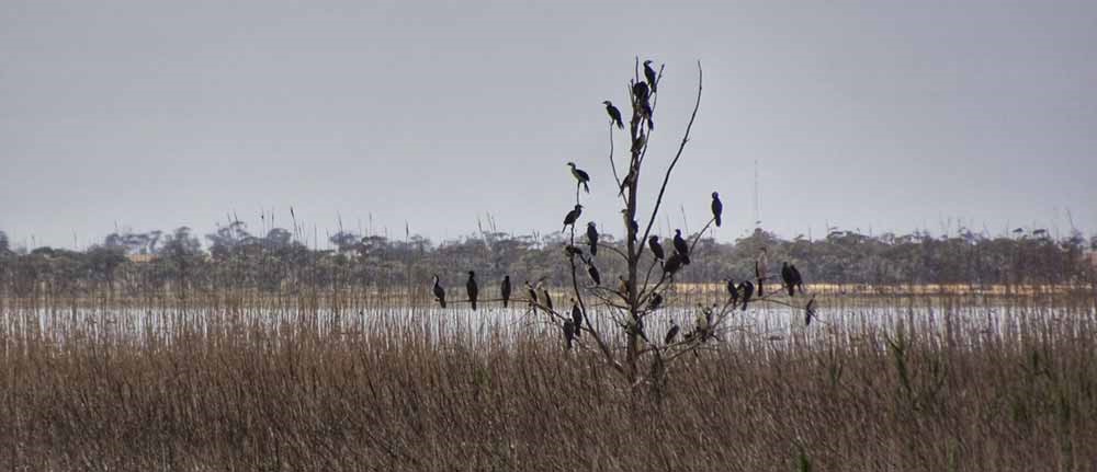 A photo of Lake Cullen with water reeds and a tree covered with cormorants in the foreground 
