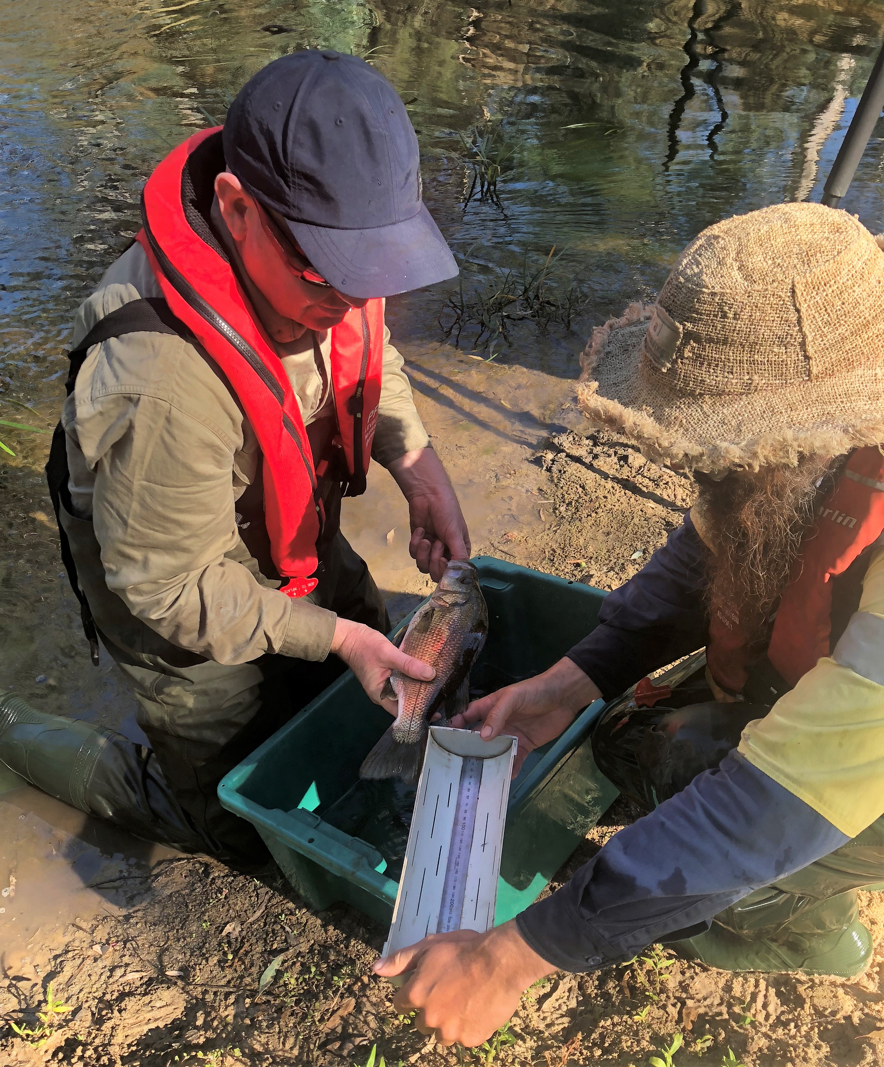 Two men measuring estuary perch during fish monitoring