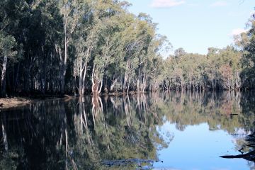 Gunbower Forest, by North Central CMA