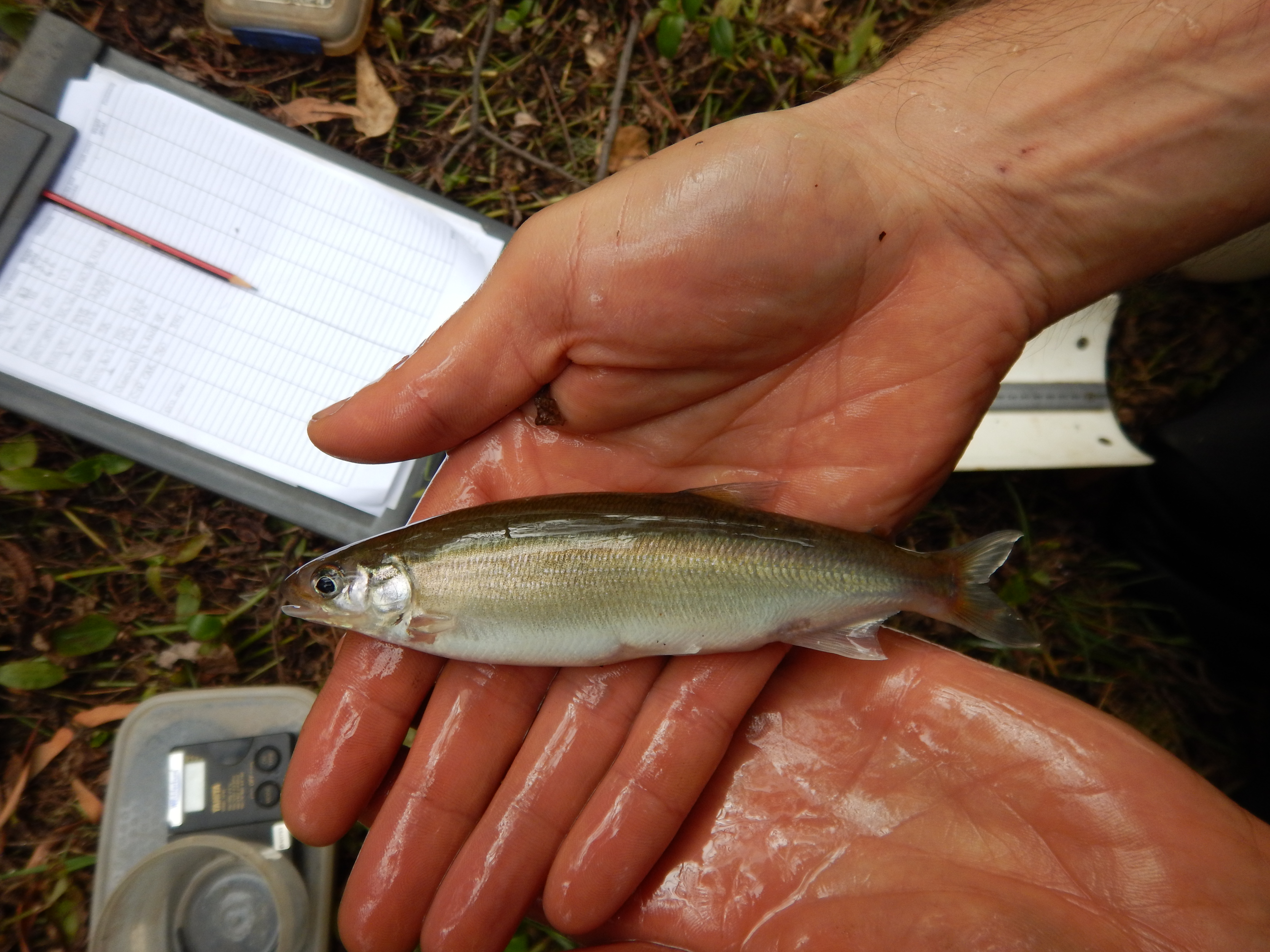 Adult Australian grayling from Thomson River, by Arthur Rylah Institute