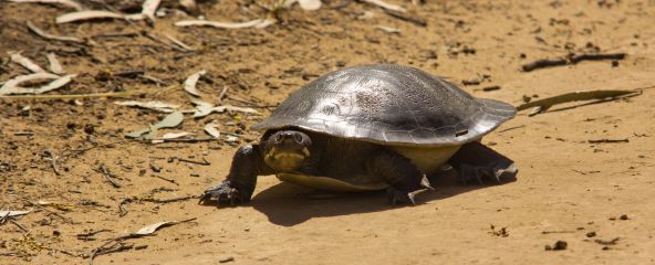 Murray River turtle, by North Central CMA