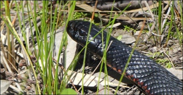 Red-bellied black snake, by Keith Ward, Goulburn Broken CMA