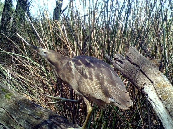 Australasian bittern in Barmah Forest captured using a trail camera