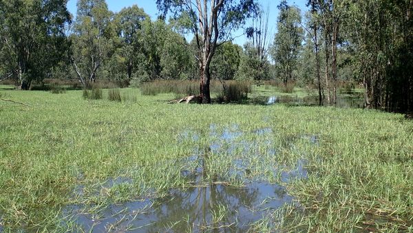 Moira grass and Giant Rush vegetation on the floodplain marshes in Barmah Forest