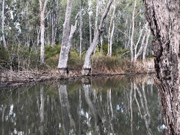 Gunbower Creek with trees