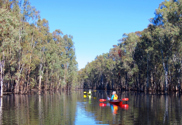 Gunbower Forest eco tour