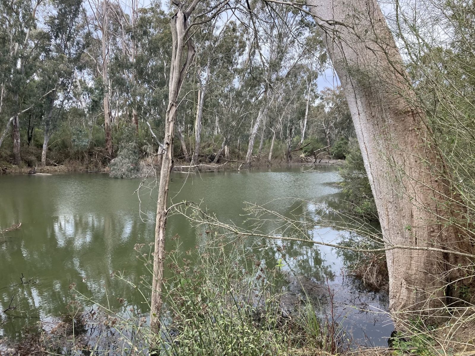 Trees and shrubs surround a green billabong.