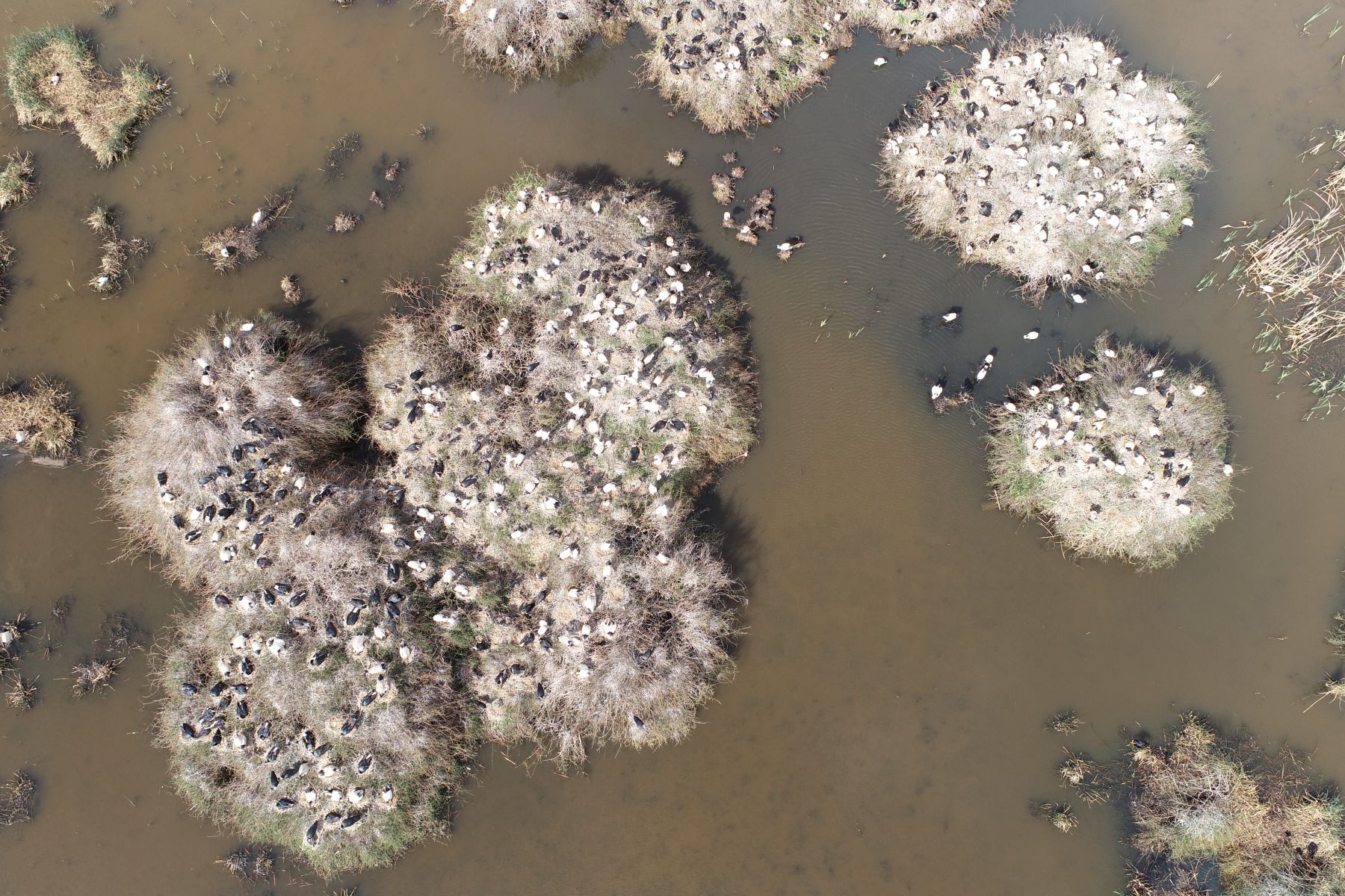 Image from above of white and black ibis on grassy island in brown water. 