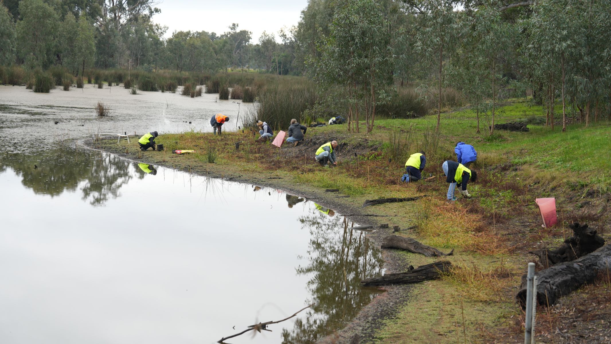 People planting small plants on the edge of the water, with grey clouds overhead and trees in the background