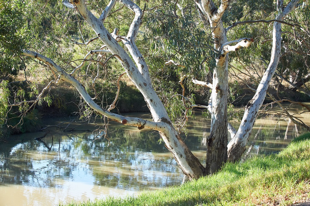 A tree with multiple branches overlooks a grey creek with sun reflections on the water  