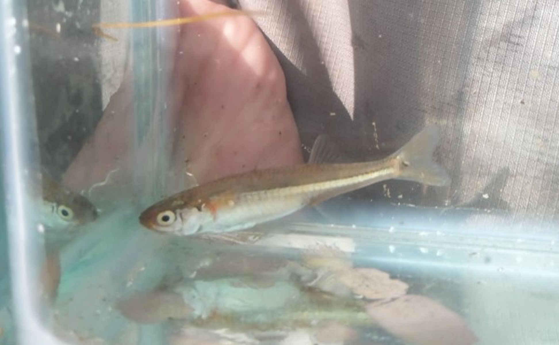 A small fish in a display aquarium