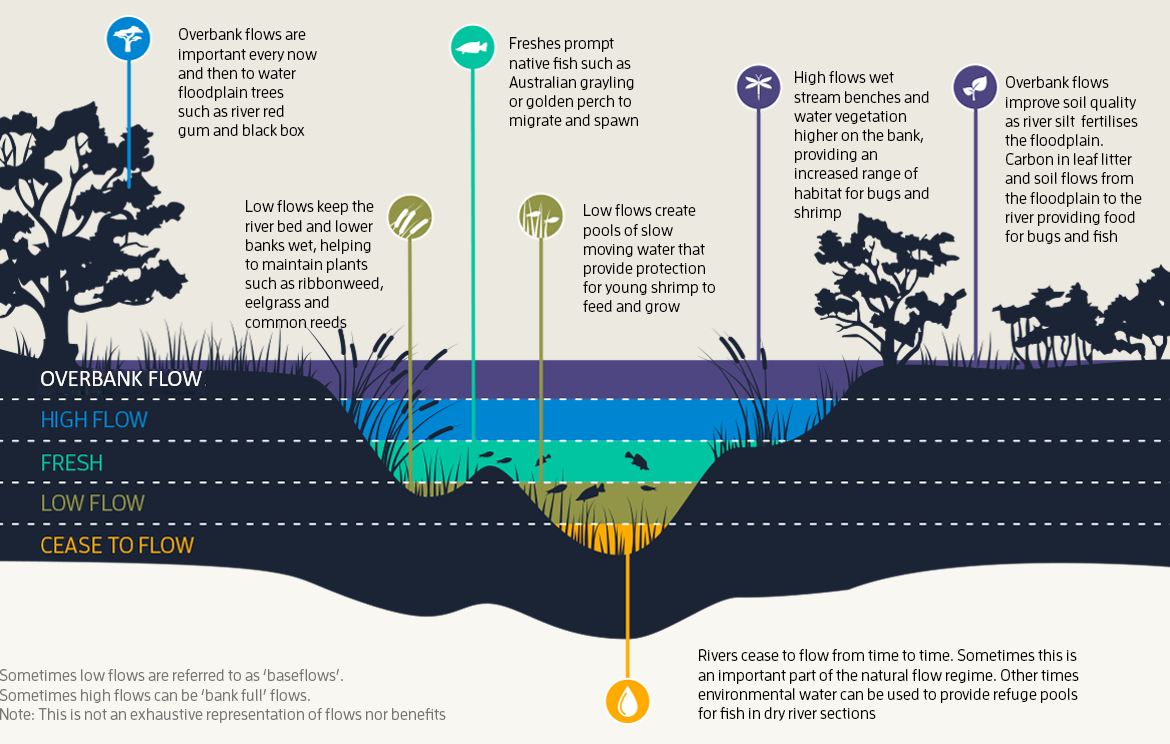 Image shows a cross section of a riverbank with different flow definitions labelled. These include overbank flow, high flow, fresh, low flow and cease to flow. Overbank flows are important to water floodplain trees and improved soil quality on the flood plain, low flows keep riverbed and lower banks wet and create pools of slow moving water, freshes prompt fish to spawn, and high flows wet stream benched and water vegetation. Rivers cease to flow from time to time and this is an important part of the natural flow regime – environmental water can provide refuges during cease to flow.