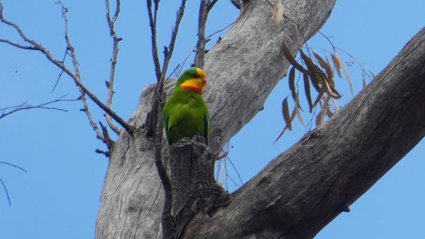 A superb parrot with colourful feather sitting in an old tree